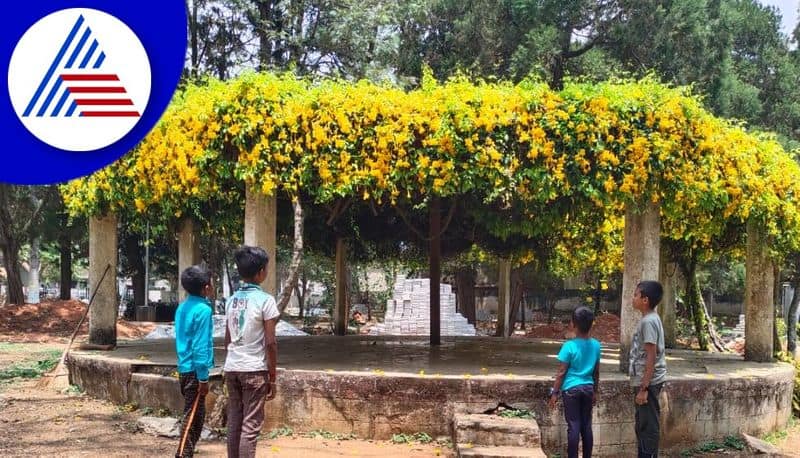 Beautiful Allamanda Cathartica Flowers Blooming in Chikkamagaluru gvd