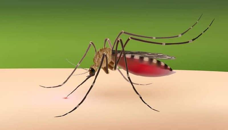 West Nile virus causes and symptoms