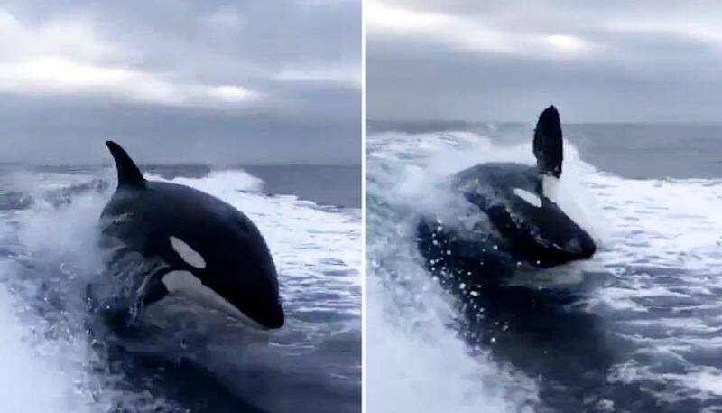 Orca chases a speed boat; watch the thrilling video-tgy