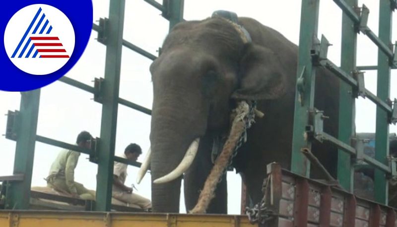 Wild Elephants Captured By Forest Department In Chikkamagaluru gvd