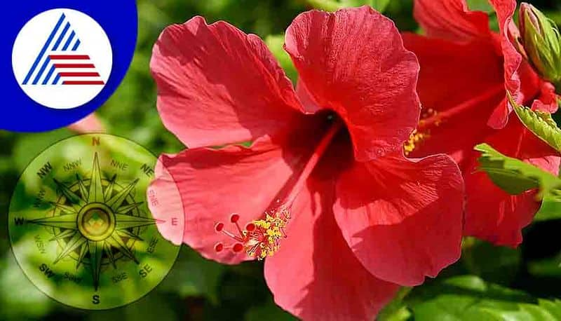 amazing health benefits of hibiscus flower in tamil mks 