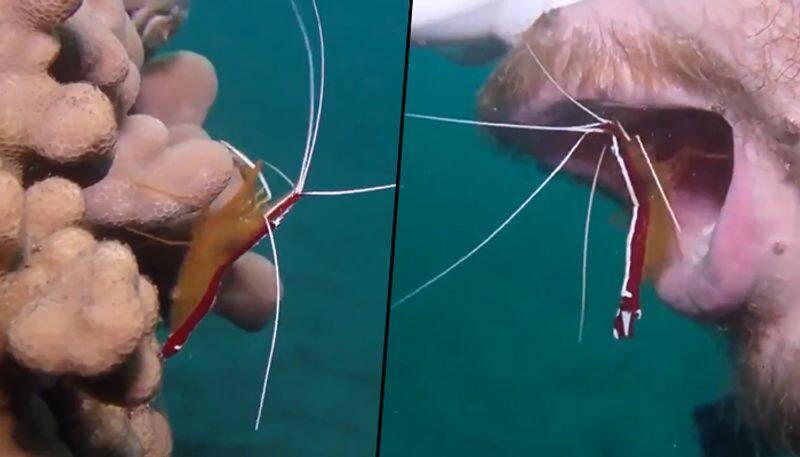 Watch how a shrimp cleans scuba diver's teeth in ocean - gps