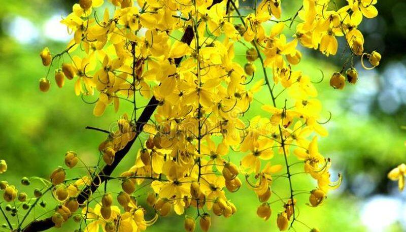 know about vishu preparations of malayalees