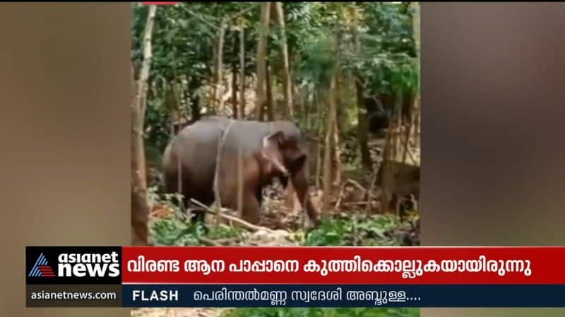 Violent Elephant killed mahout in Thiruvanathapuram Kallambalam