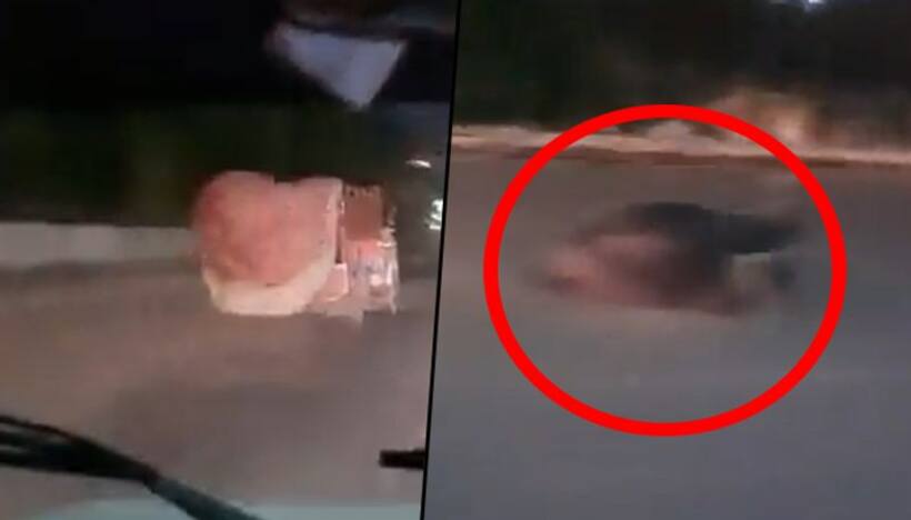"Smuggled Cattle" thrown from truck in Gurugram; Police chase caught on cam
