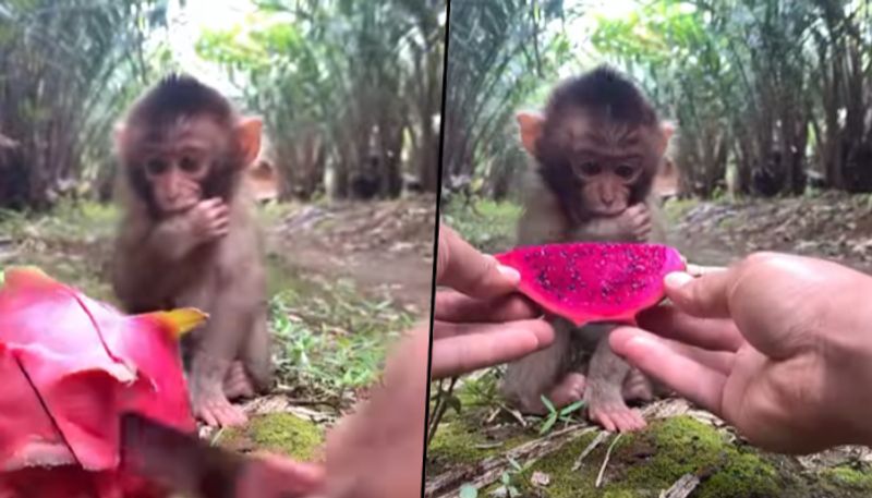 Baby monkey eats dragon fruit for the first time; watch his priceless reaction - gps