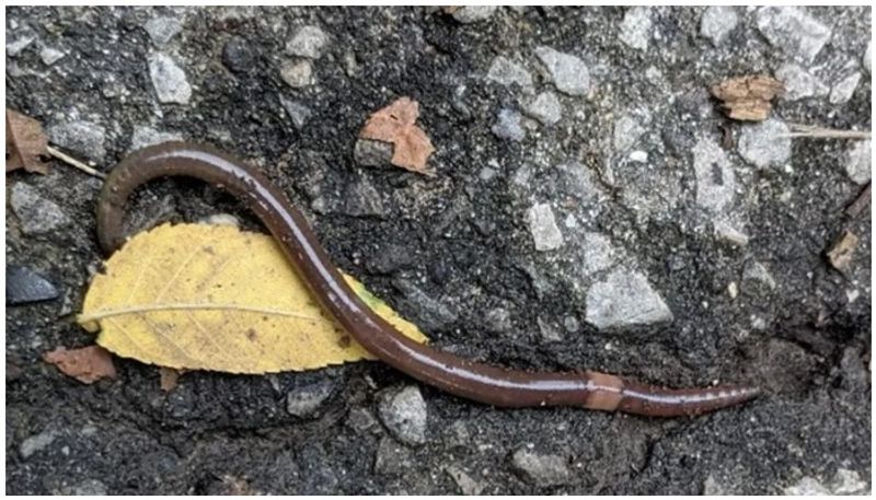 Snake like jumping worms are invading the US