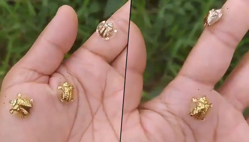 Have you seen golden tortoise beetles? The viral video has left leaves netizens amazed! - gps