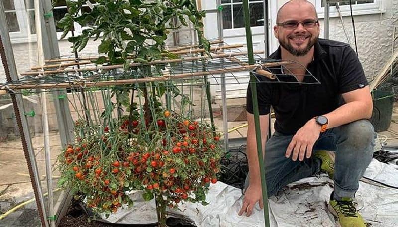 1269 tomatoes in single plant stem 