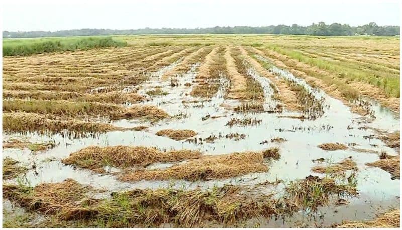 The Tamil Nadu government is planning to sell tomatoes at a lower price at a fair price shop as the price of t