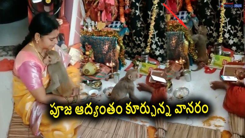 monkey pays visit to sree rama navami celebrations at a home in andhra pradesh-video viral