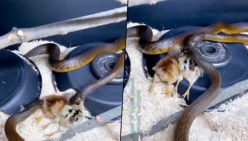 Snakes fight to consume chickens, find out who wins - gps