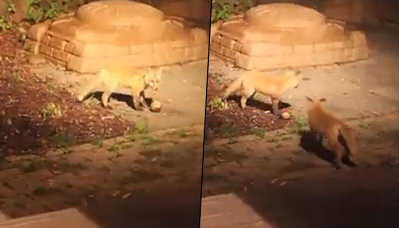 Fox cubs ball play in the garden; cute video will make your day - gps