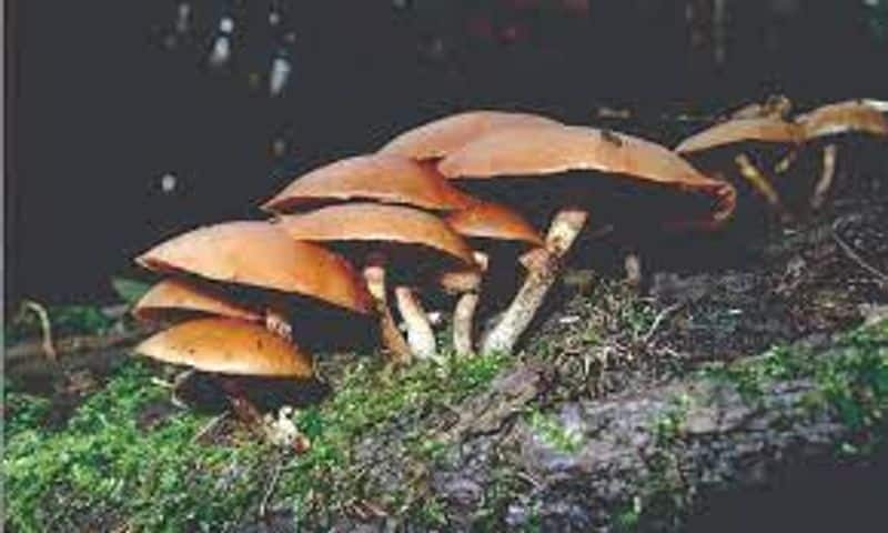 Father and Son Die In Suspicion Of Consuming Poisonous Mushroom at Belthangady gvd