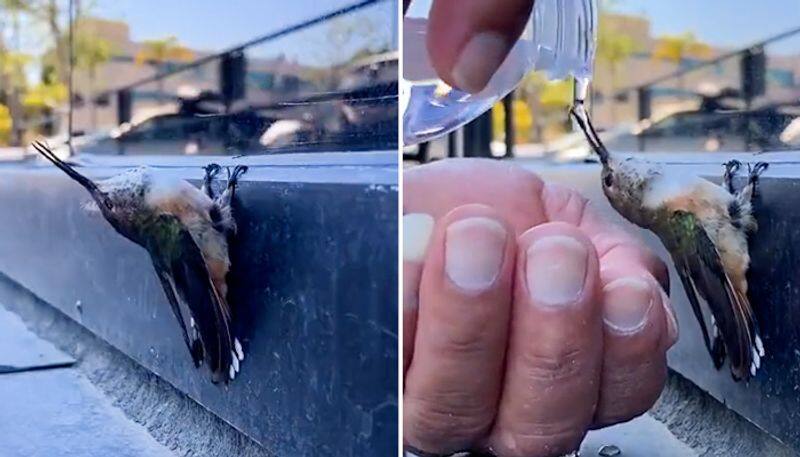 Watch Man offers water to bird and saves its life; netizens heart it out-tgy