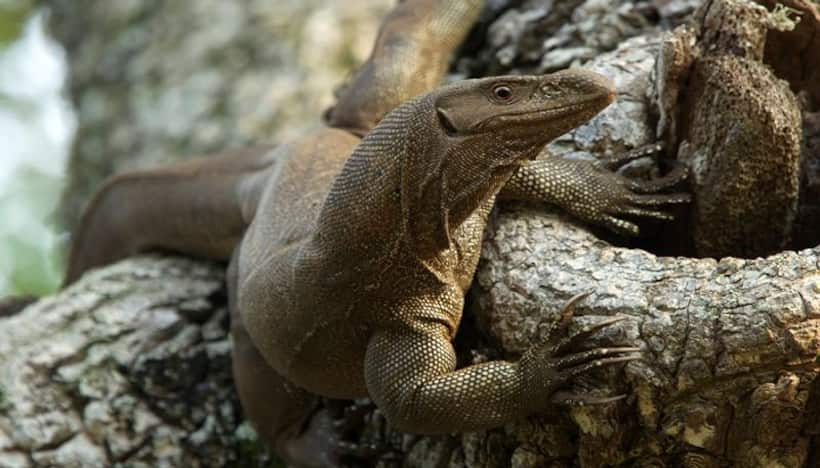 Four arrested for gang raping Bengal monitor lizard in Maharashtra