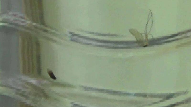 Dead mosquito in a Bisleri drinking bottle in dharmapuri