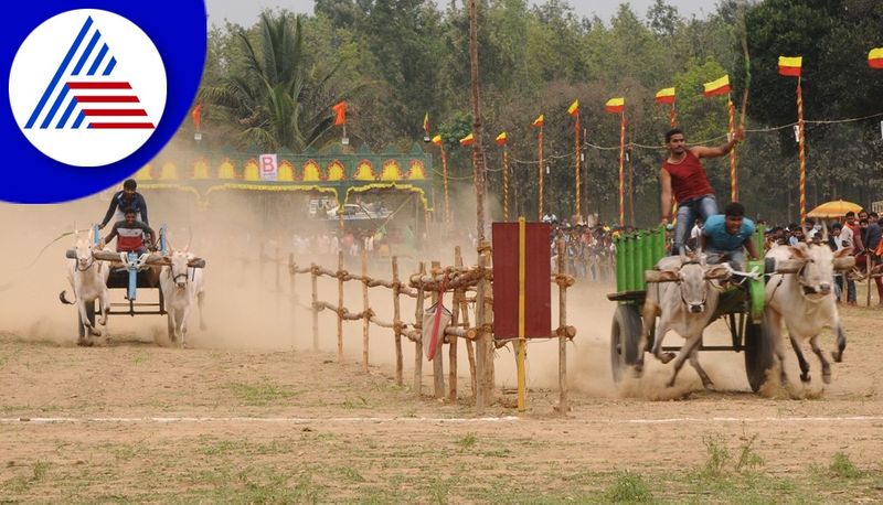 bullock cart race in chikkamagaluru gvd