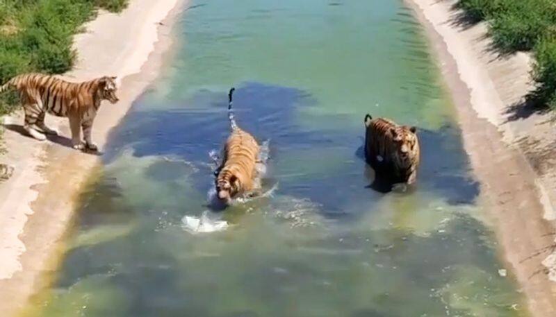 Three tigers hunt for a duck in lake; watch who gets it-tgy