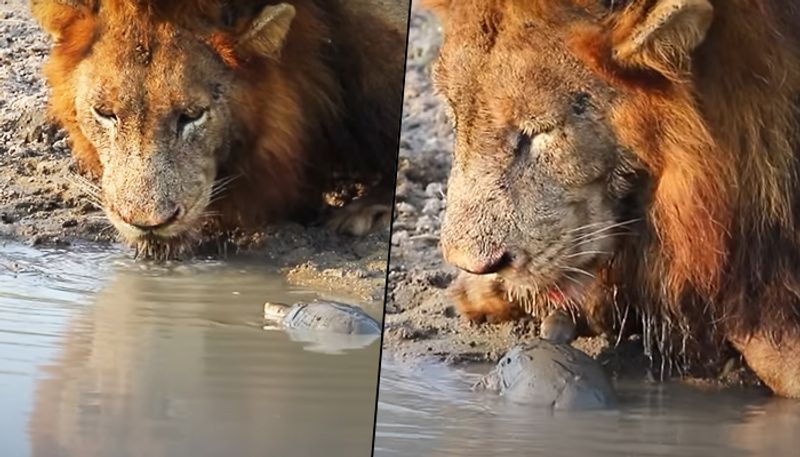 Naughty Turtle troubles a huge Lion while drinking water - gps