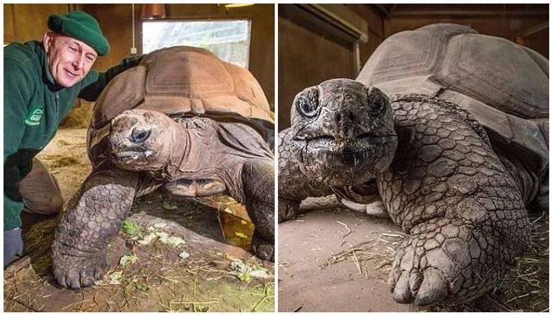 Blackpool Zoos giant tortoise Darwin dies aged 105