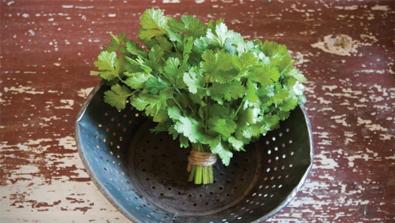 health benefits of coriander leaves and ways to consume it