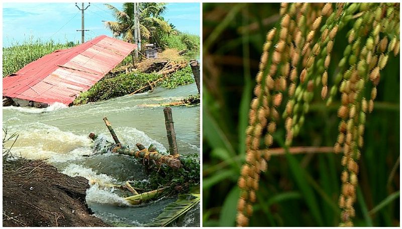 Paddy farmers in Kuttanad are suffering from continuous land collapse 