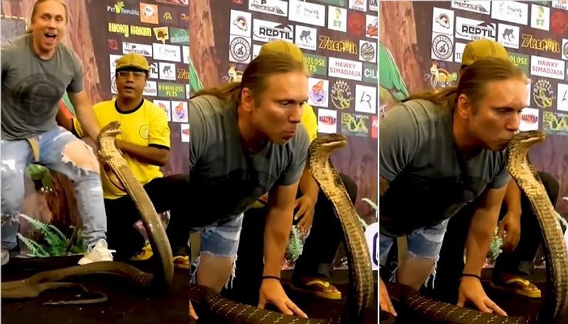 Man Tries To Kiss King Cobra On Head, Video Will Give You Goosebumps