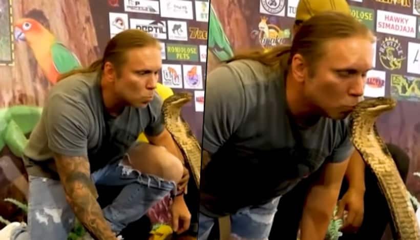 Watch: Man kisses deadly King Cobra on its head; find out what happens next