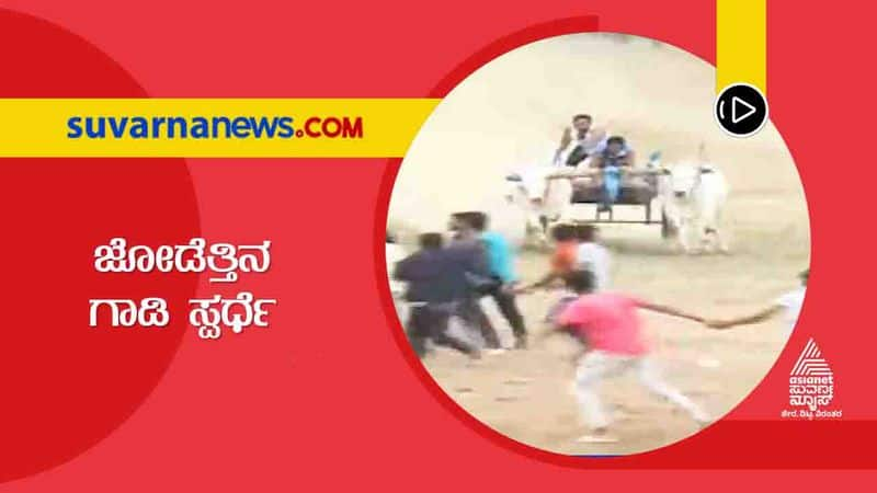 Bullock Cart Race Held on April 15th in Chikkmagaluru grg