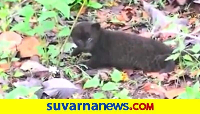 black panther cub mischief caught in camera at Yallapura akb