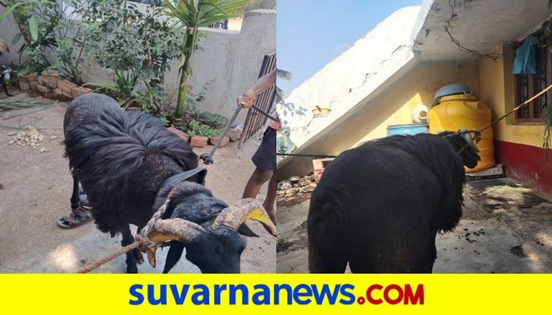 Police Arrests thieves Who theft Sheep In Davanagere rbj