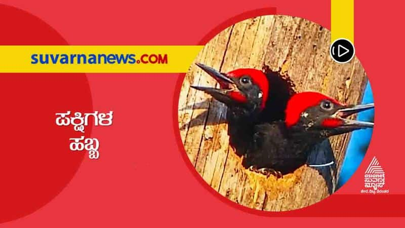 Bird Festival held at Madikeri was a soul- filled experience for bird lovers skr