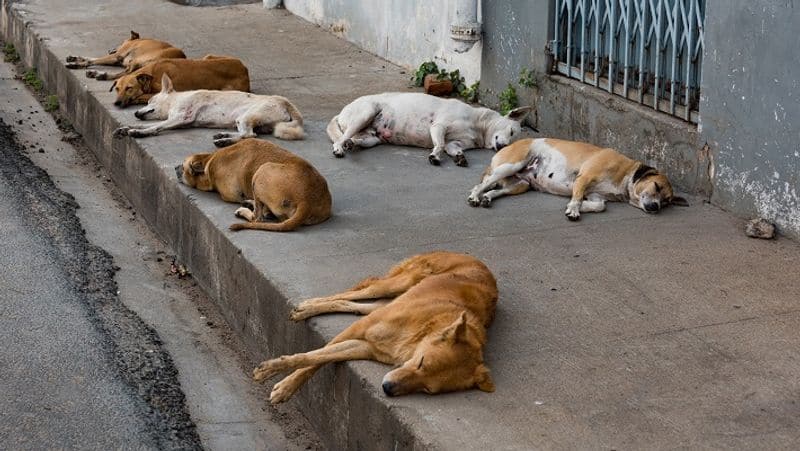 street dogs byte girl baby in karur district vel