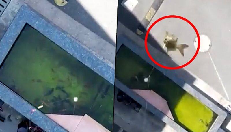 People catching fish using drones amid lockdown in Shanghai has gone viral; watch - gps