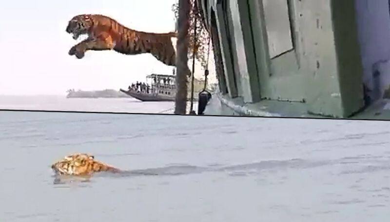 Tiger makes an incredible jump into the sea during its release in Sundarbans; watch - gps