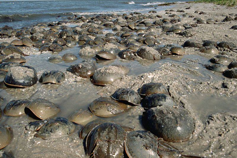 horseshoe crab