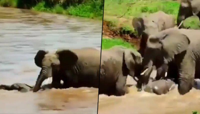 Baby Elephant falls in trouble, here's how the heard saves it; watch - gps