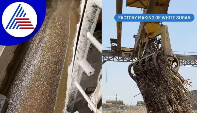 How Sugar Is Made In Indian Factories watch viral video akb