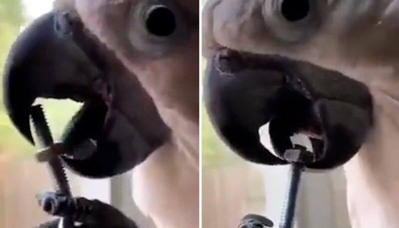 Viral video: Parrot opens nut bolt using its tongue; leaves netizens surprised-tgy