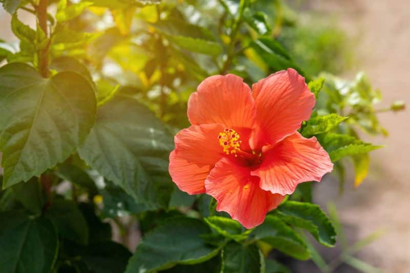 What happens if we eat hibiscus flowers daily? rsl