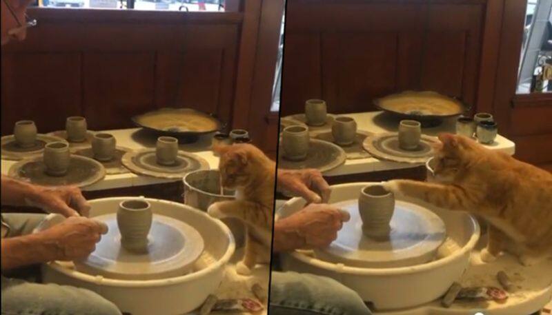 Curious cat analysing how to make a pot; watch the adorable video - gps