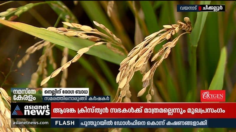 Compensation delayed for paddy farmers in Chikkallur; Farmers ready for strike