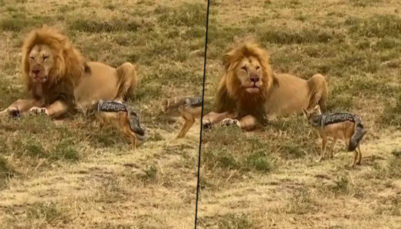 Baby hyenas approach a lion feasting on its prey; here's what happened next - gps