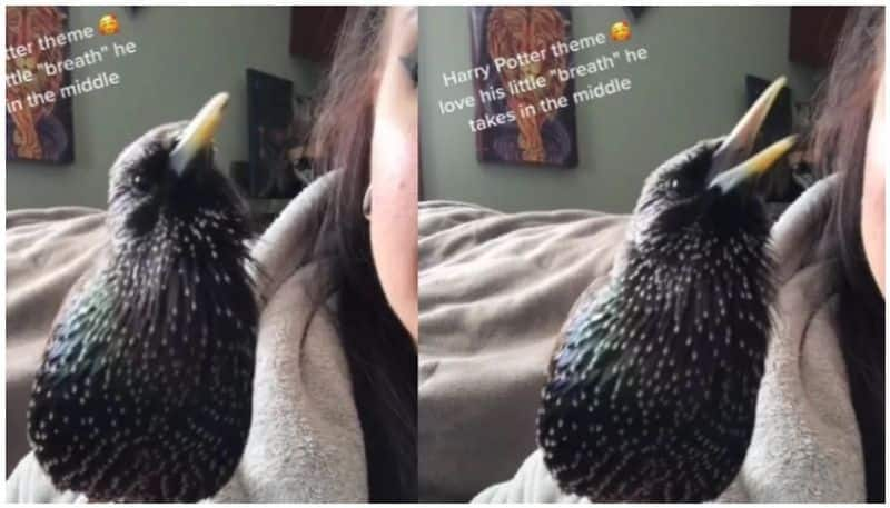 Bird singing Harry Potter theme music gets Potterheads excited