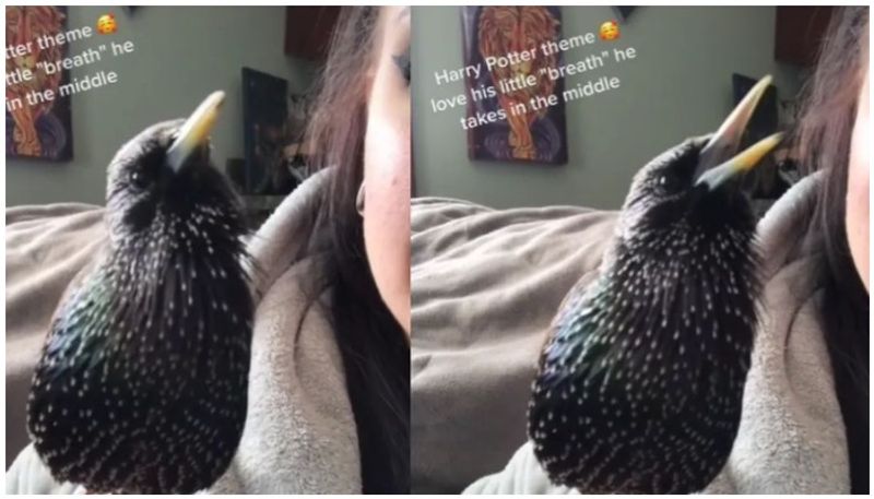 Bird singing Harry Potter theme music gets Potterheads excited