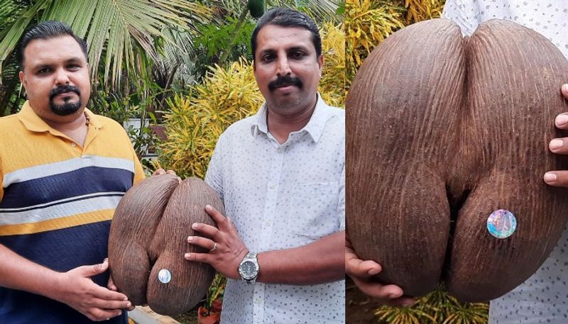 Cocodimer the world s largest seed has arrived in Malappuram