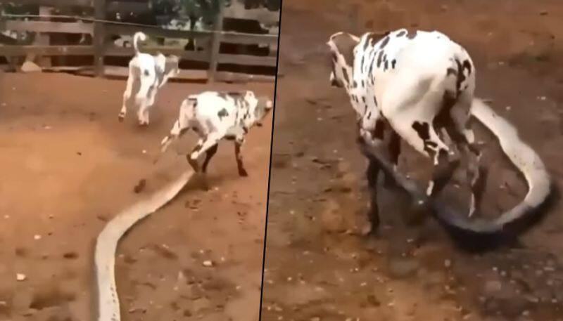 Giant python attacks calf, latches its leg; Here's what happened next - gps