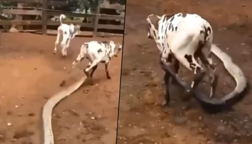 Giant python attacks calf, latches its leg; Here’s what happened next