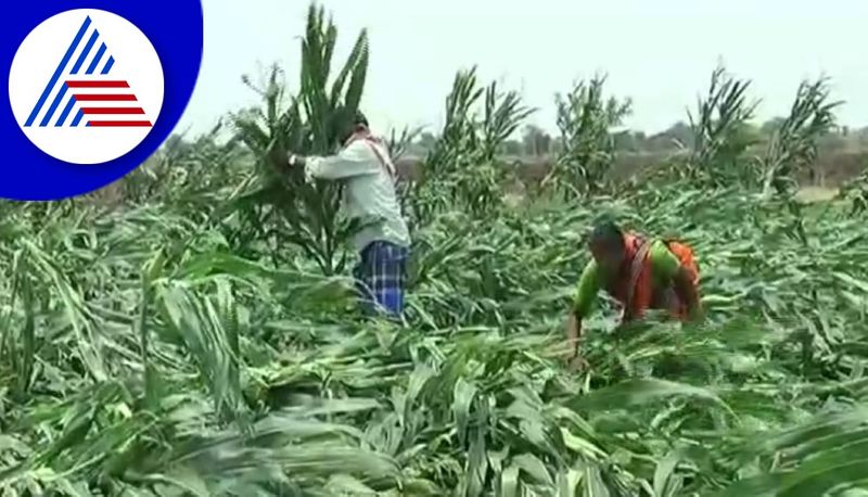 Maize Corps Destroyed In Chitradurga District Due To Heavy Rain gvd